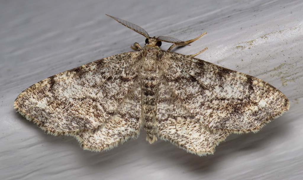 Pine Measuringworm Moth