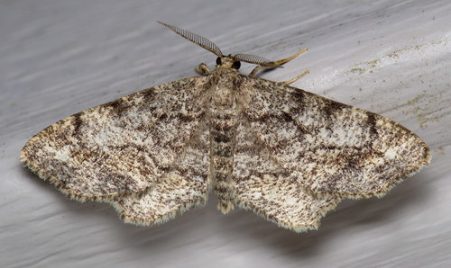 Pine Measuringworm Moth
