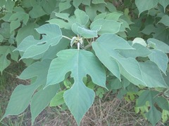 Broussonetia papyrifera