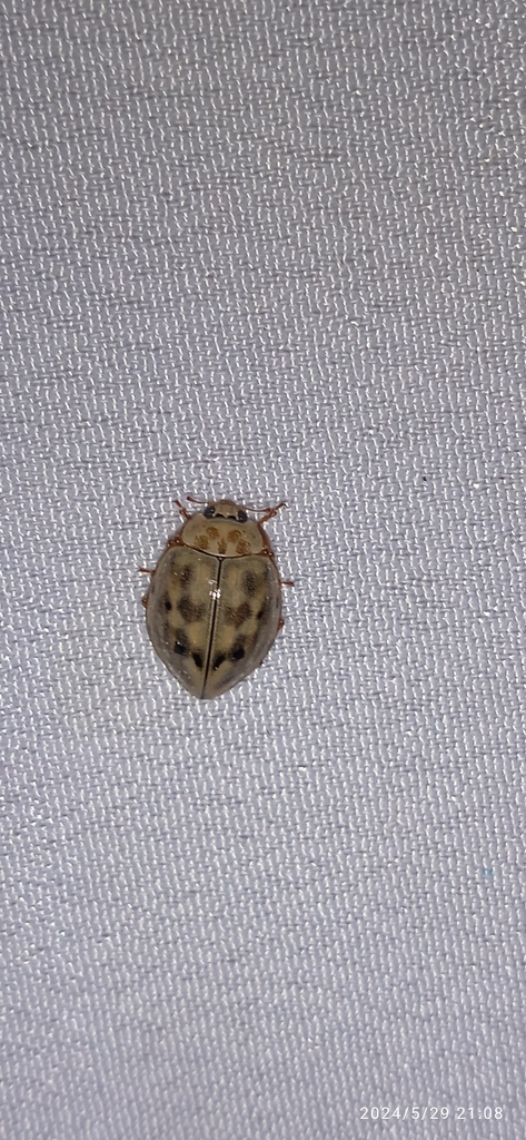 Harmonia expallida