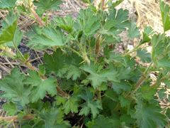 Ribes roezlii roezlii