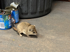 Brush-Tailed Mulgara photo 4