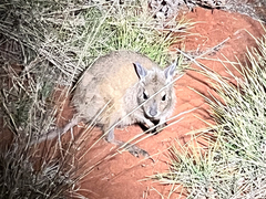 Rufous Hare-Wallaby photo 5