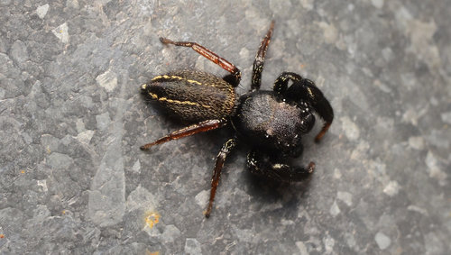 Ribbon Jumping Spider