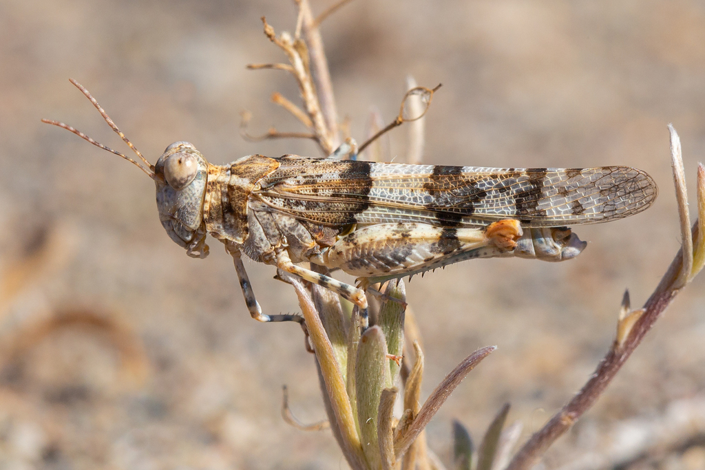 Almeria Sand Grasshopper