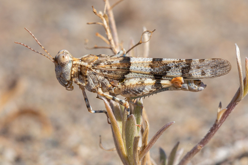 Almeria Sand Grasshopper