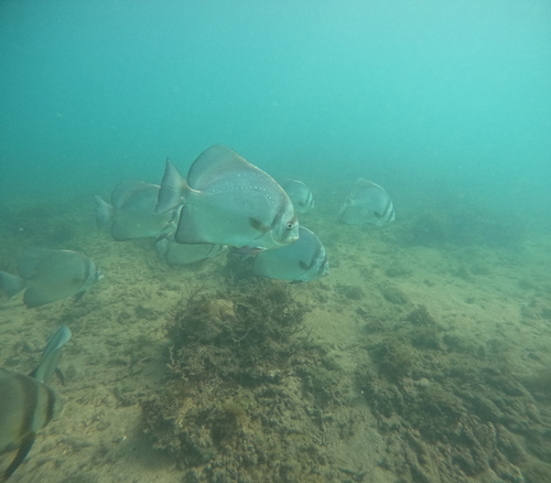 Shortfin batfish (Zabidius novemaculeatus) — Ephippidae