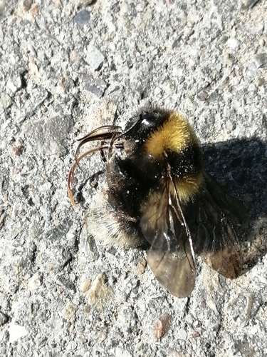 Garden bumblebee