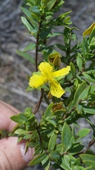Hypericum edisonianum