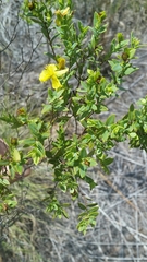 Hypericum edisonianum