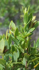 Hypericum edisonianum