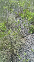 Hypericum edisonianum