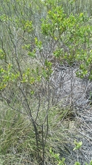 Hypericum edisonianum
