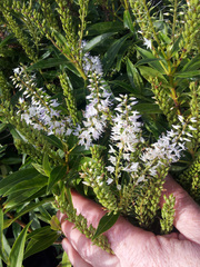 Veronica flavida