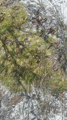 Paepalanthus beyrichianus image