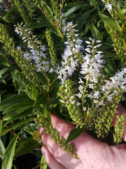 Veronica flavida