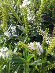 Veronica flavida