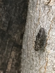 Agrilus lecontei celticola