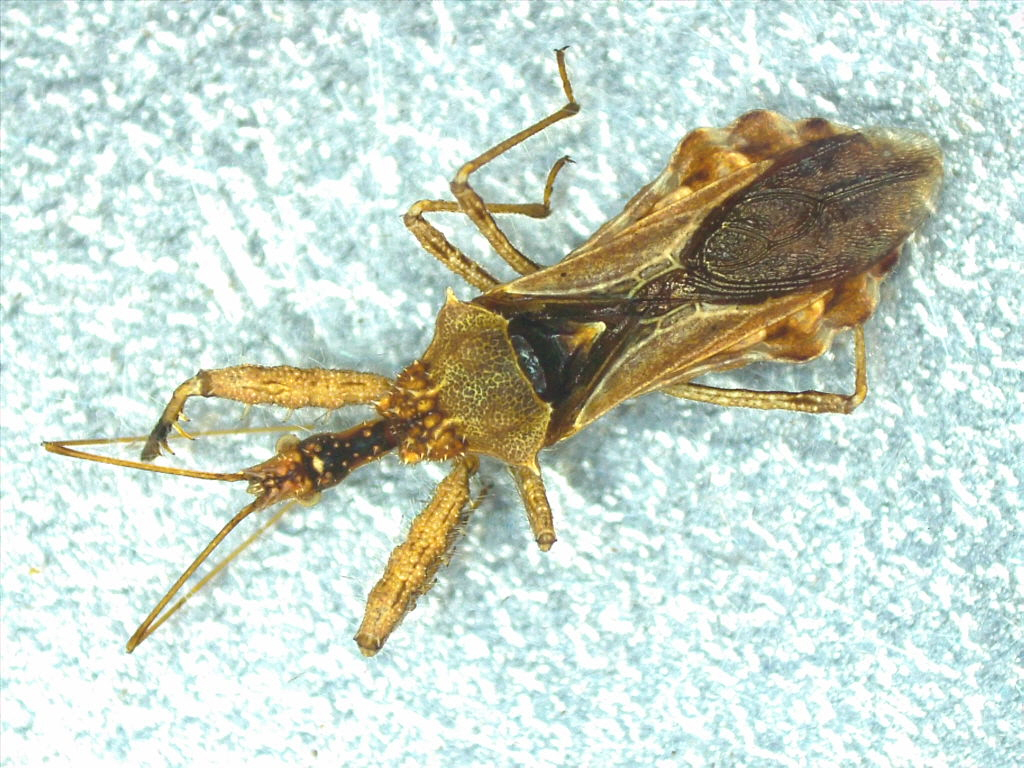 Sinea confusa