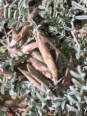 Astragalus monumentalis