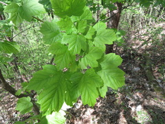 Acer diabolicum