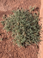 Astragalus monumentalis