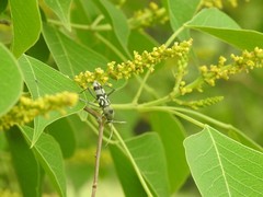 Chlorophorus macaumensis