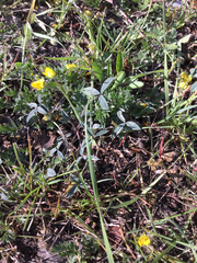 Potentilla brevifolia