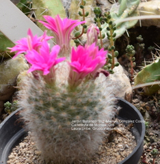 Mammillaria guelzowiana