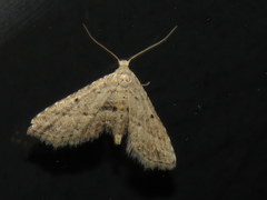 Araeopteron canescens
