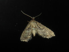 Araeopteron canescens