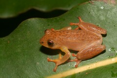 Ruvu Reed Frog photo 1