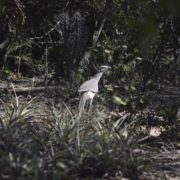 Black-legged Seriema (Chunga burmeisteri), photo 7