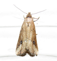 Luceria