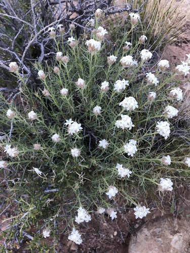 Rosy Ipomopsis (Ipomopsis roseata)