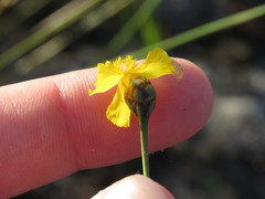 Xyris elliottii
