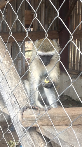 Eastern Vervet Monkey