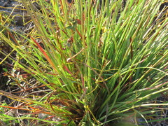 Xyris elliottii