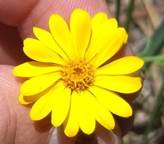 Pentachaeta aurea aurea
