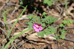 Rosa bridgesii