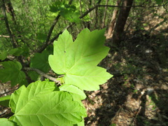 Acer diabolicum