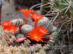 Trichocereeae