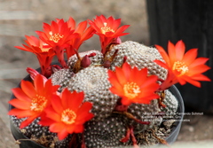 Trichocereeae