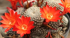 Trichocereeae