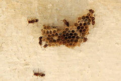 Ropalidia cyathiformis