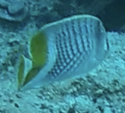 Atoll Butterflyfish (Chaetodon mertensii)