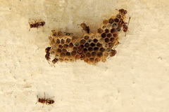 Ropalidia cyathiformis