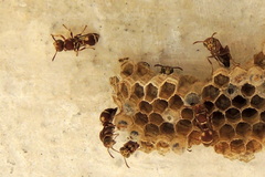 Ropalidia cyathiformis