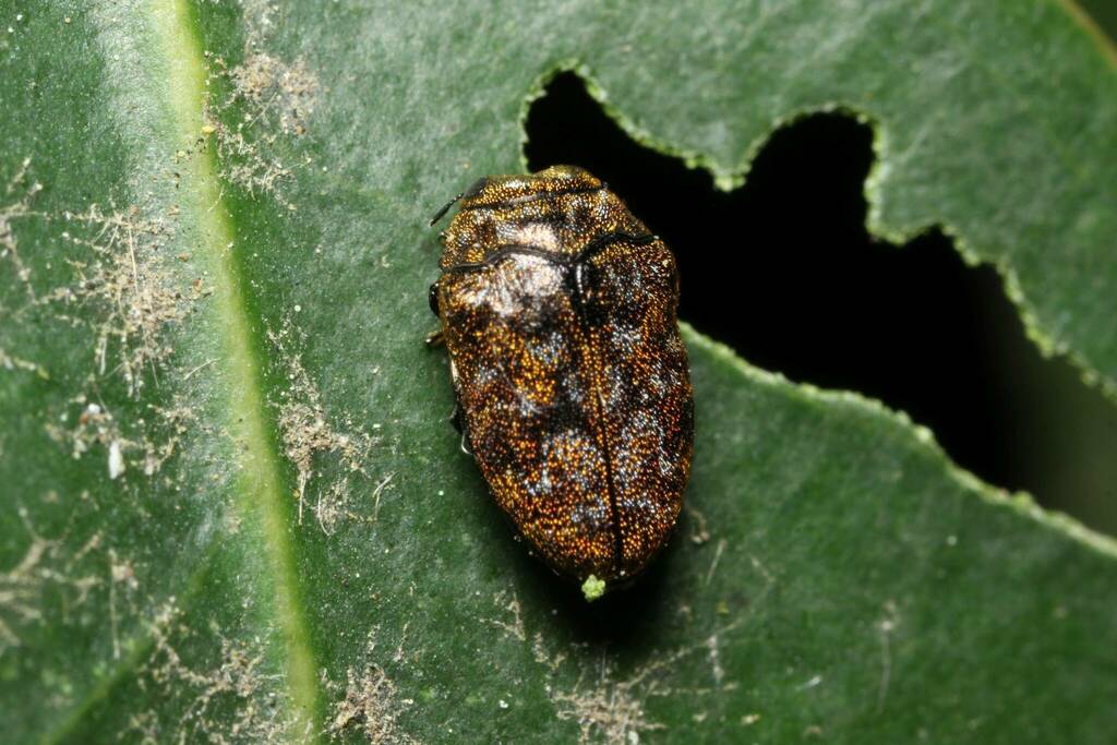 Trachys robustus