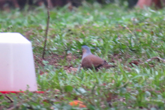 Leptotila plumbeiceps